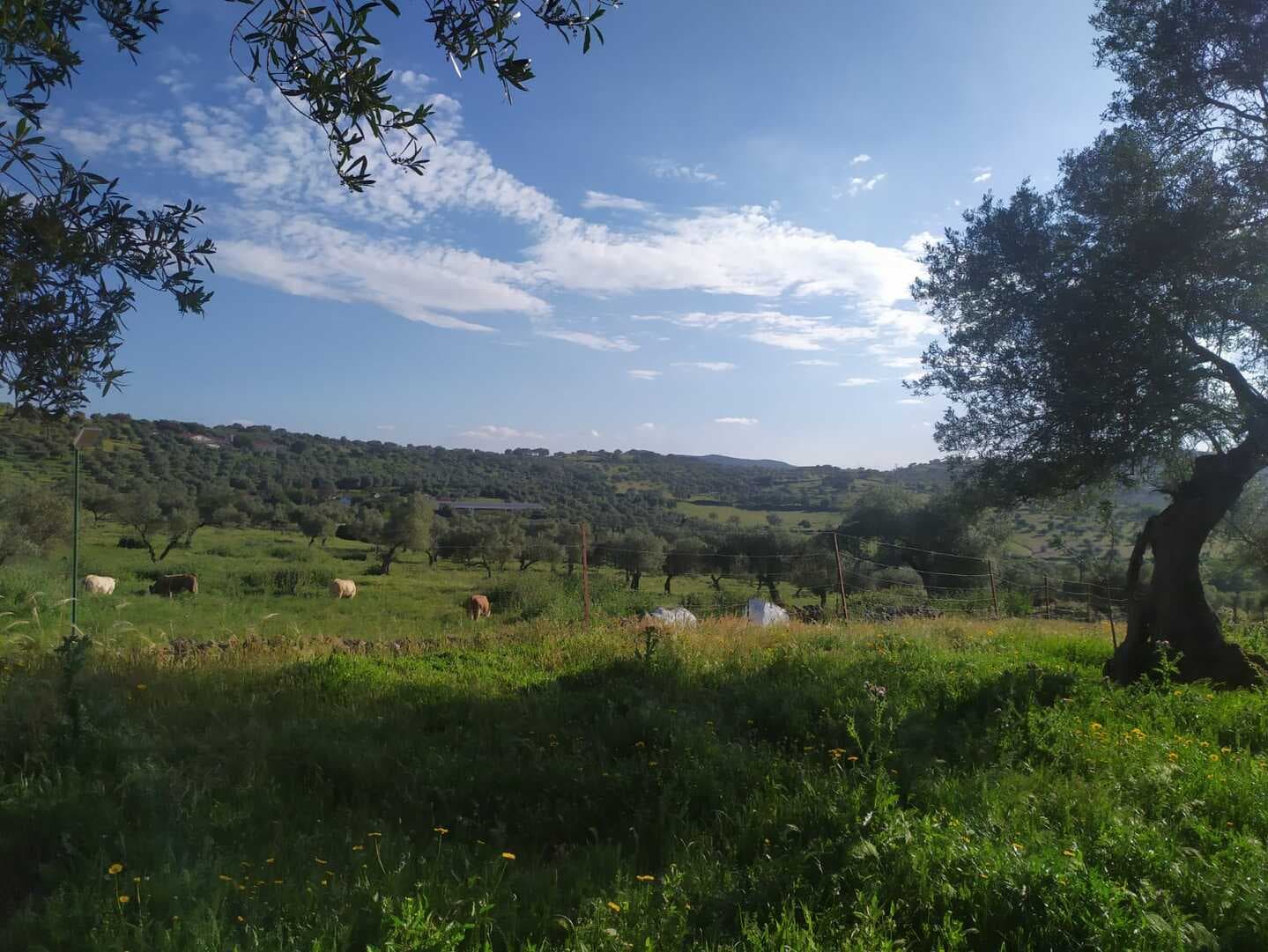 Land at the heart of Cañada Real, a historic transhumance trail to Portugal.