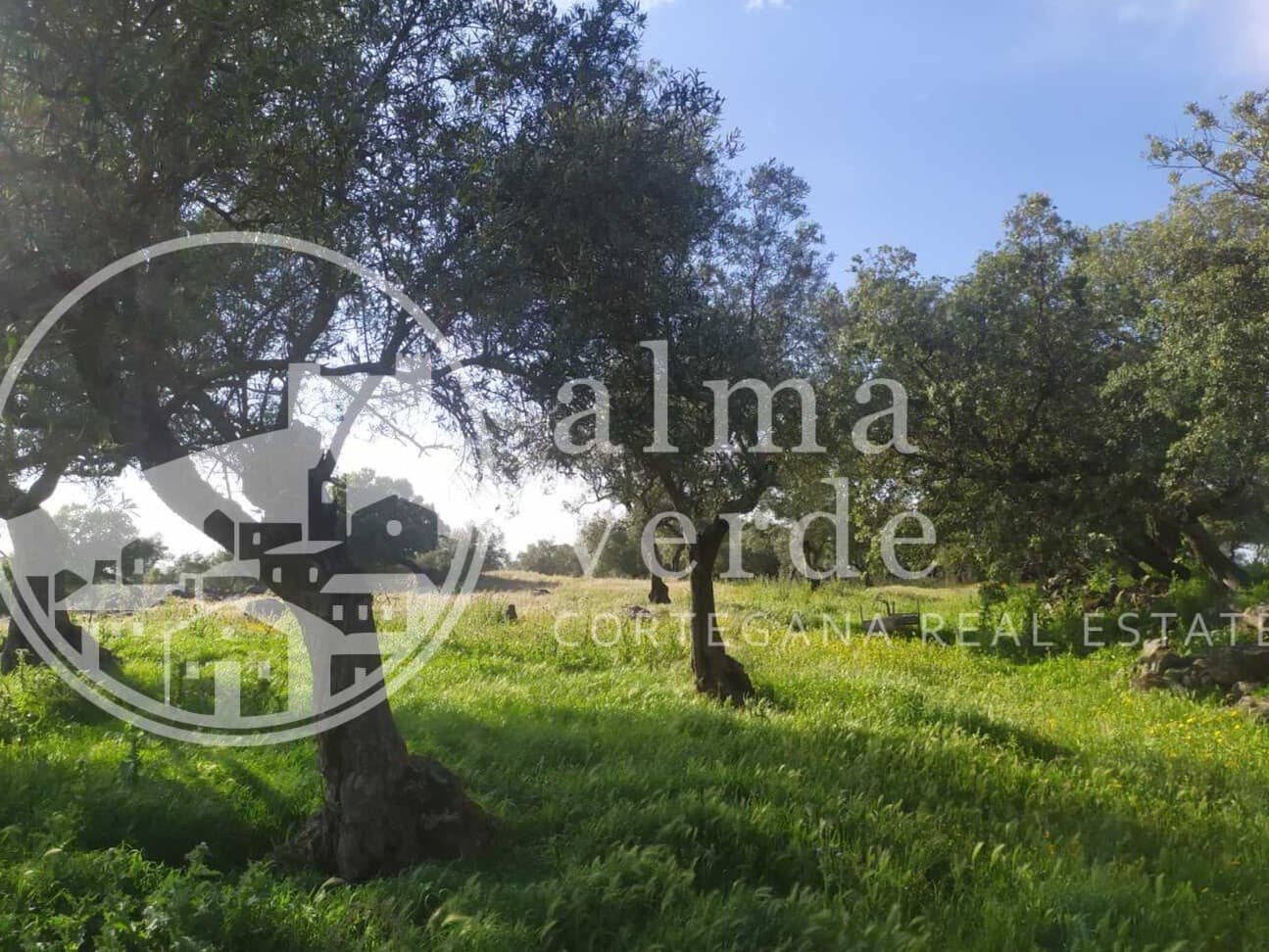 Land at the heart of Cañada Real, a historic transhumance trail to Portugal. - Image 8