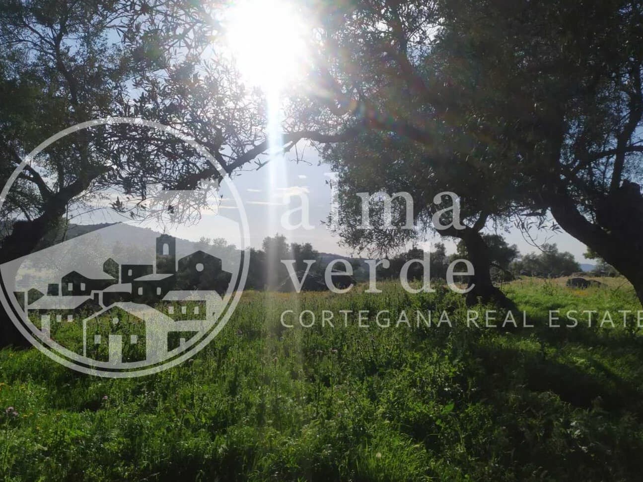 Land at the heart of Cañada Real, a historic transhumance trail to Portugal. - Image 9