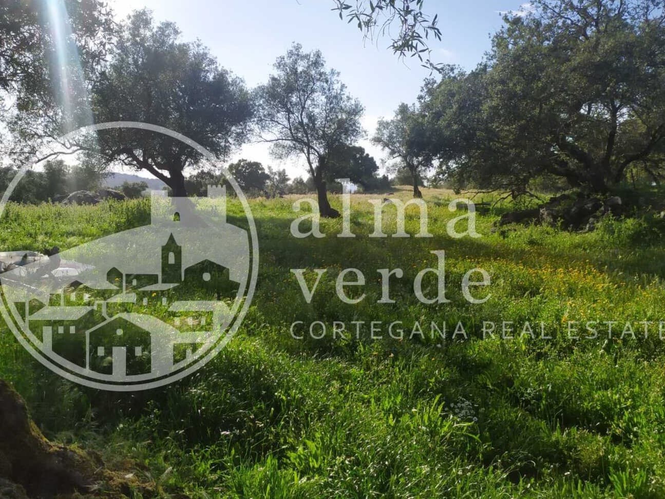 Land at the heart of Cañada Real, a historic transhumance trail to Portugal. - Image 7