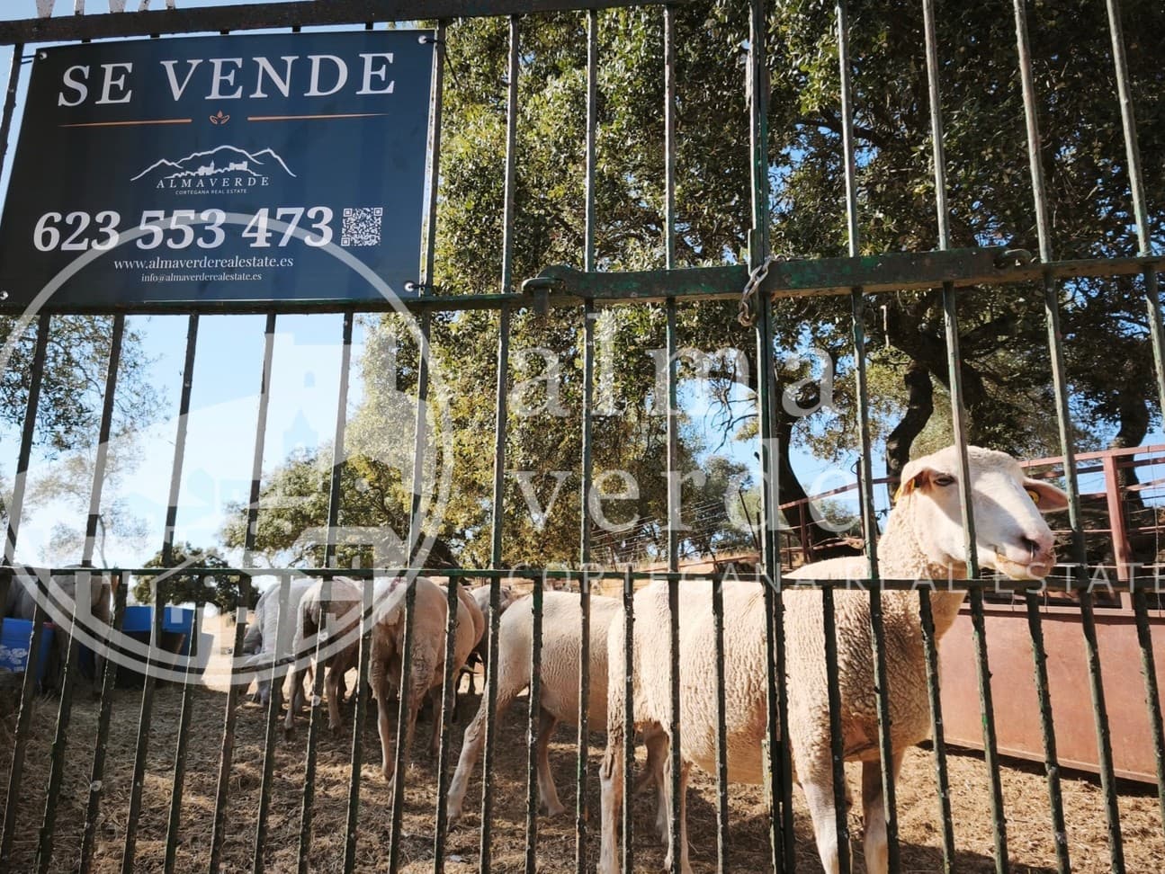 Land at the heart of Cañada Real, a historic transhumance trail to Portugal. - Image 5